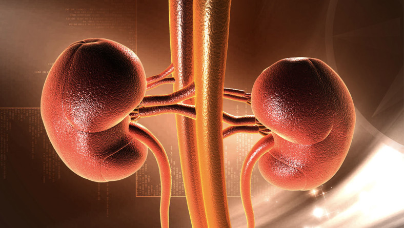 HOW TO KEEP YOUR KIDNEYS HEALTHY?